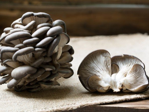美国常见的15种食用蘑菇中英文名字 | 口蘑,平菇,杏鲍