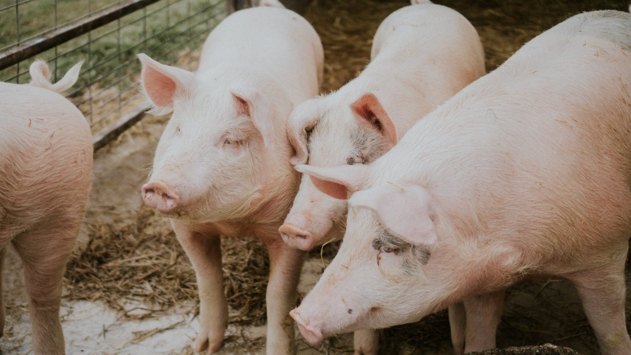 悬赏$2000找线索！安省农场44头猪被偷了，损失超12,000加元！由于养的猪太多，农场主竟没有发现！
