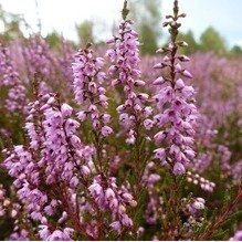 大輪石楠花 石楠花｜Chichibu QR旅行指南