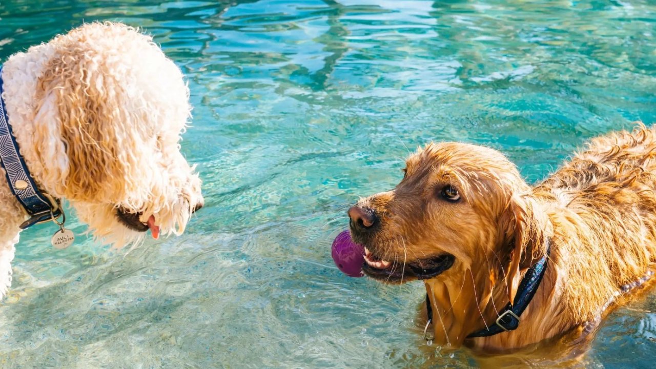 好消息！铲屎官注意啦！ 多伦多公共游泳池将允许狗狗一起下水游泳啦！
