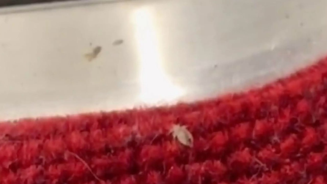 惊悚！多伦多公共交通上发现恶心的虫子！网友热评：到底是床虫还是虱子？