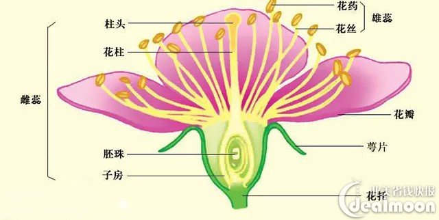 一贴搞懂为什么菜菜只开花不结果  两性花既携带雄蕊也携带雌蕊.