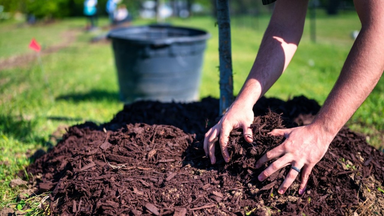 2024加拿大种菜攻略 - 新手种植套装、育苗移栽、选土除草和DIY好物推荐！