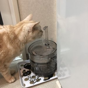 Amazon 猫咪自动饮水机 让你的猫咪爱上喝水 纯透明设计太美了