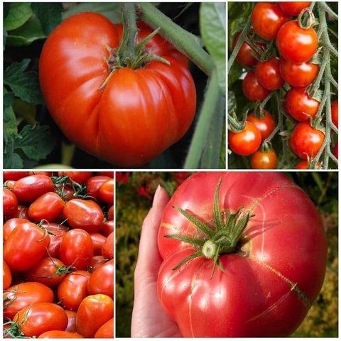 4 种不同的西红柿