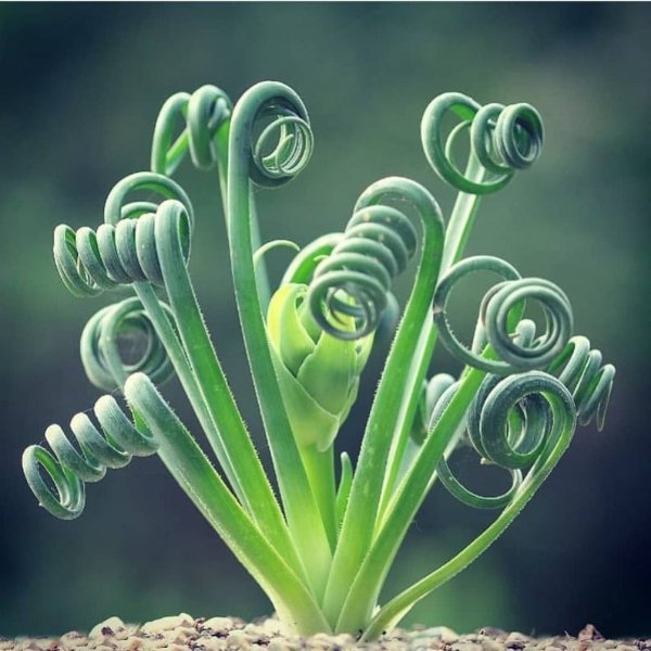 Albuca Spiralis作响的植物种子