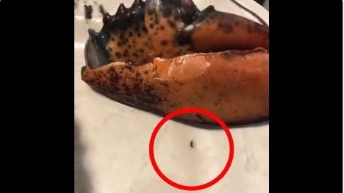惊了！多伦多海鲜市场买回虾蟹吃出多条活虫！店家解释：证明够新鲜，不影响食用！