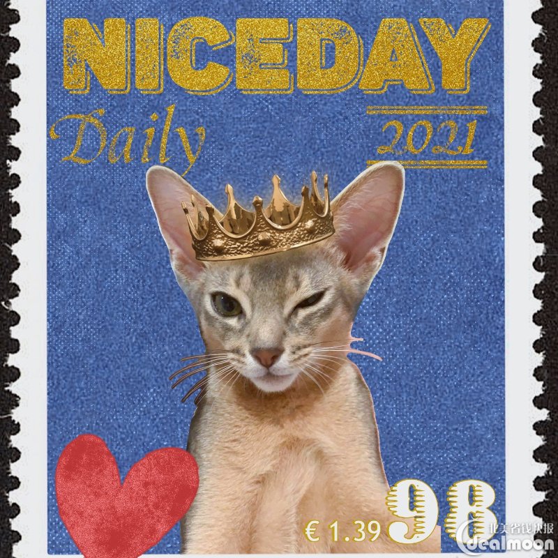 新手养猫猫间精品78阿比蓝孩7801领养过程