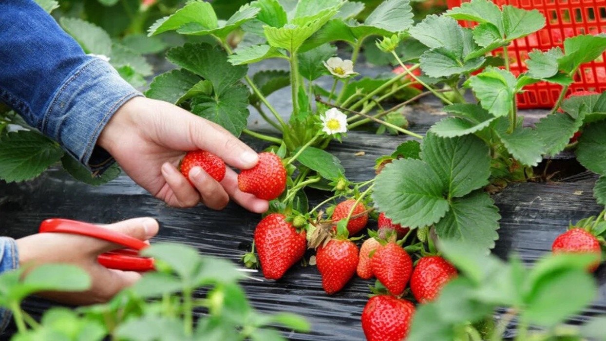 2024蒙特利尔草莓采摘攻略 - 农场地址、开放时间，门票和采摘收费盘点！
