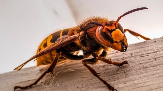夏天被马蜂蛰了怎么办？如何快速区别马蜂和蜜蜂？| 生活小常识系列