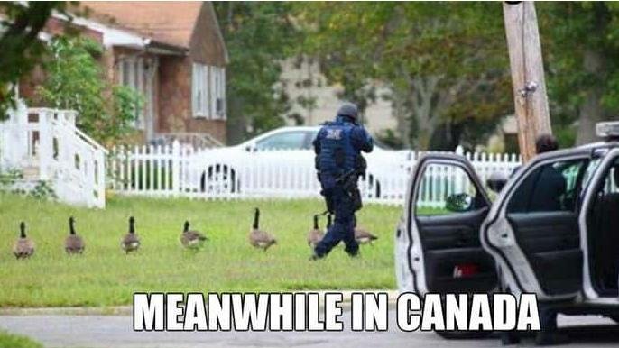 加拿大有点儿搞笑DNA在身上，这些网上疯传的图片狠狠戳中你的笑点！