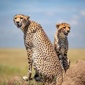 6折起 €69.5/人晚520❤️：德国Serengeti Park野生动物园+酒店2晚 假装在非洲！