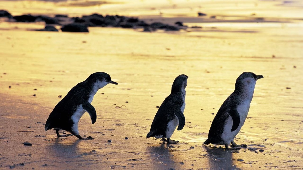 墨尔本企鹅岛攻略 | 复活节旅游自驾休闲好去处