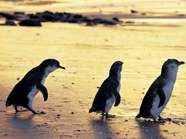 墨尔本菲利普岛Phillip Is...