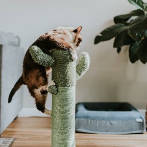 Amazon 猫爬架超多选择 主子的爬高、磨爪等需求一次性满足