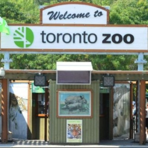 Toronto Zoo 多伦多动物园 Boxing Day所有门票半价