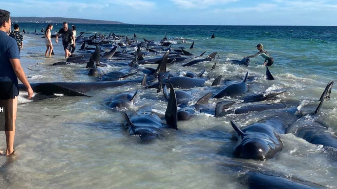 场面震撼！西澳海滩上领航鲸大规模搁浅，引发救援行动！