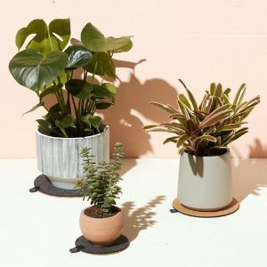 超后一天：Modern Sprout 室内植物盆栽 清新装饰点亮心情