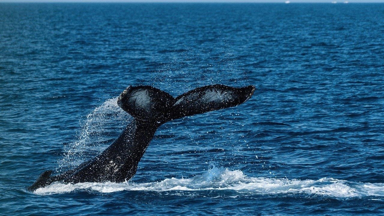 澳洲观鲸指南 | 最佳观鲸季节，探寻澳洲观鲸胜地