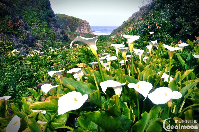 2019美国赏花地图 | 樱花 郁金香 矢车菊 薰衣草 花海