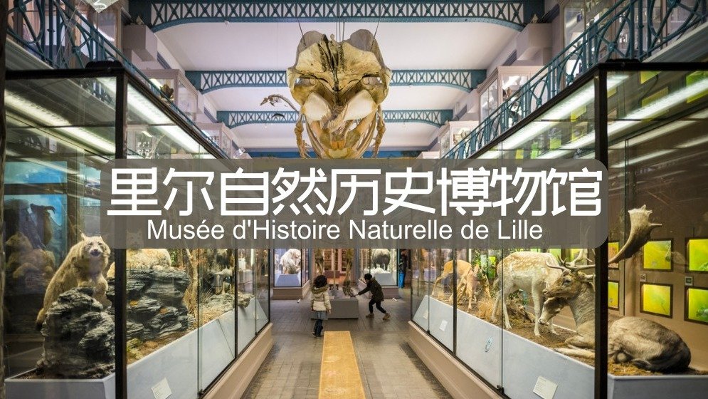 里尔自然历史博物馆攻略 - 藏馆介绍/活动推荐  现实版博物馆奇妙夜体验！