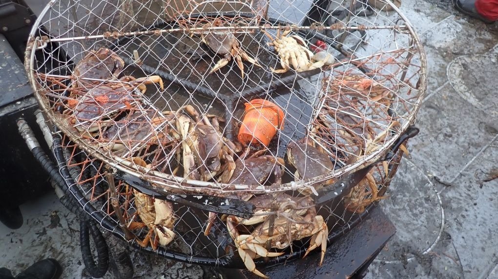 引以为戒！BC省亚裔男子因违法捕捞螃蟹被罚款16万元！