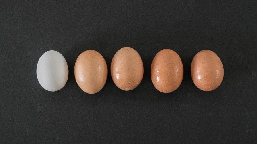 加拿大costco、loblaws、sobeys热销鸡蛋测评 - 营养成分、等级标准、编码解读