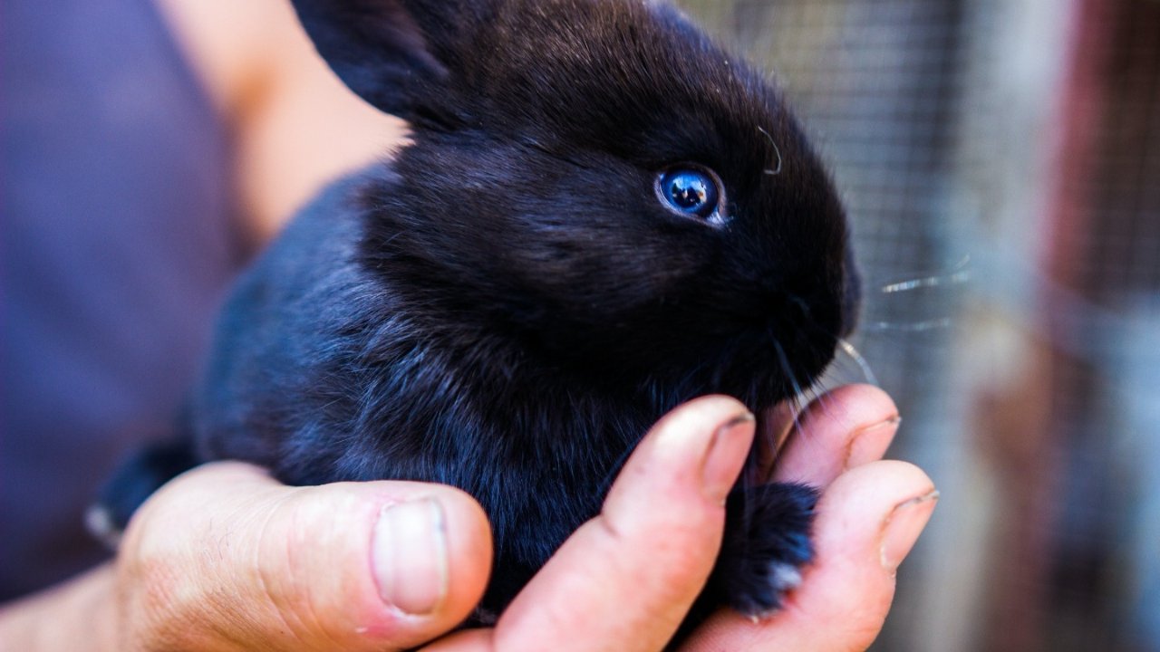 家有宠物兔要小心！安省出现影响兔子致命疾病，暂无治疗方法！人类接触后可传播，家兔和野兔都能感染！