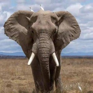 已售700+头大象你买大象了吗？到货后驮你去旅游 尼亚加拉瀑布酒店$55起
