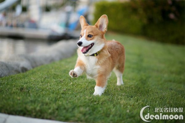 ͼƬdogtime