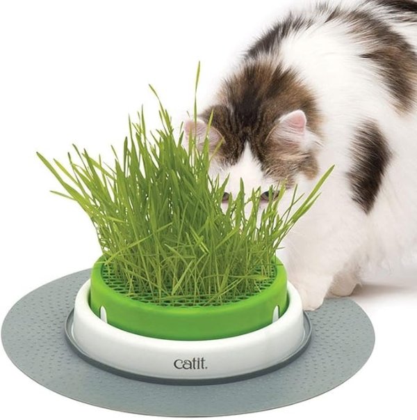 猫草种植kit