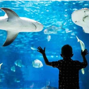 Aquarium de Paris 出片遛娃圣地🐟夜游巴黎水族馆