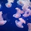 夜游巴黎水族馆