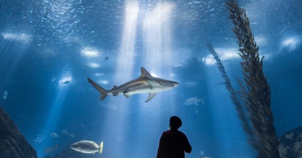 里斯本 海洋水族馆一日游