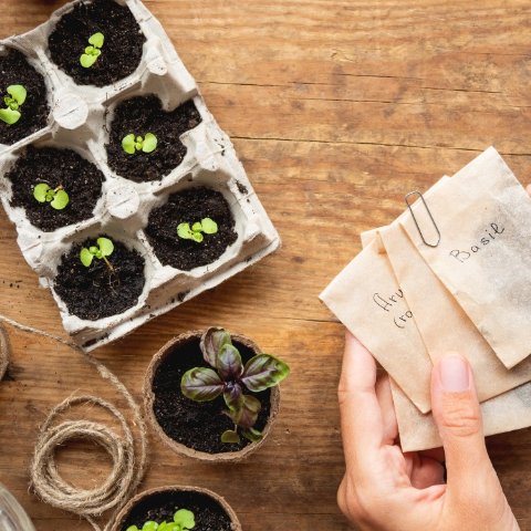 4月5日🆓免费领花种、绿植种花小能手👩🏻‍🌾福利来啦 让巴黎的春意蔓延到阳台卧室🪴