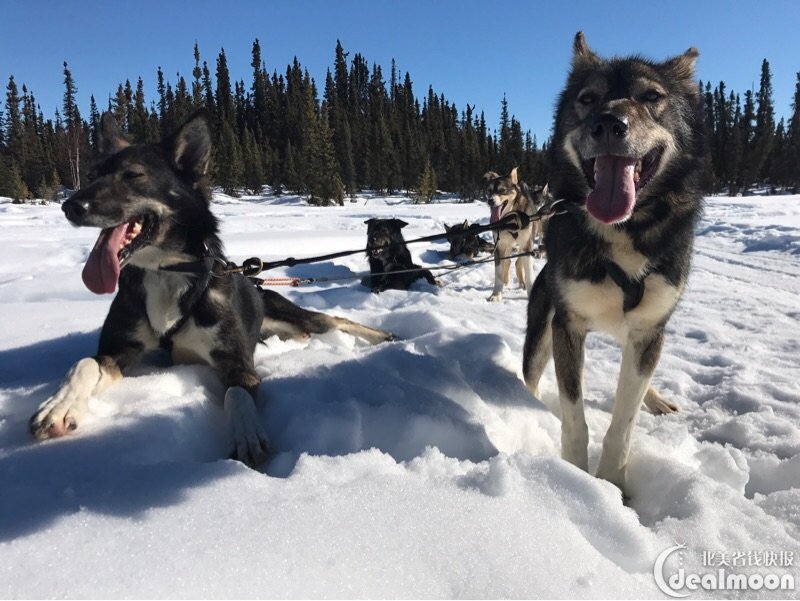 玩转阿拉斯加的一年四季 第四天退了房直接在chandalar家约的狗拉雪橇