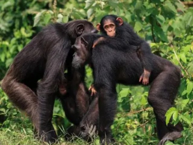 全球 恋爱忠诚度 排行榜：人类竟排...