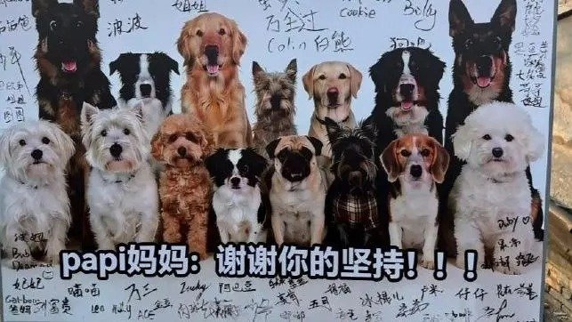 北京首例宠物投毒案宣判！“Papi妈妈”辞职2年死磕官司，终于为9只受害狗狗终讨公道！