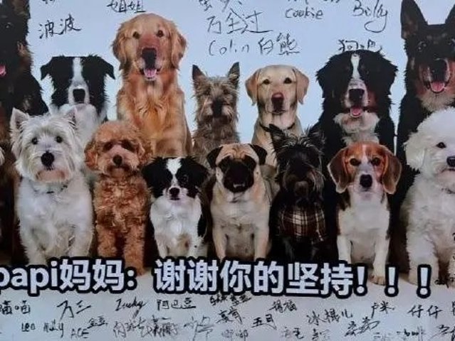 北京首例宠物投毒案宣判！“Papi...