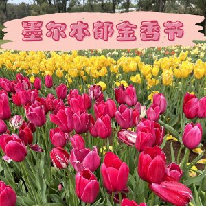 不是在荷兰！墨尔本就能看花海🌷2024郁金香节9月回归