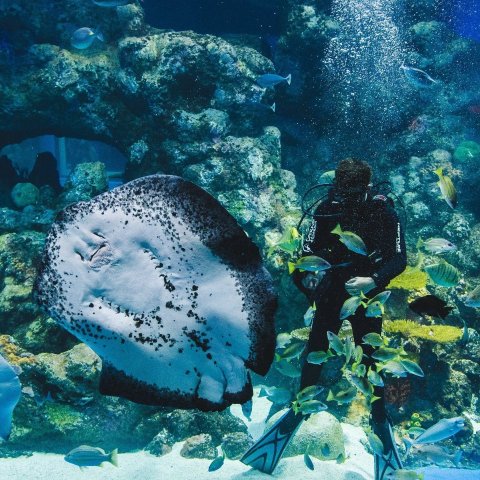 凯恩斯水族馆