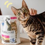 zooplus🐾黑五宠物粮买就送！🐱🐶囤货正当时！