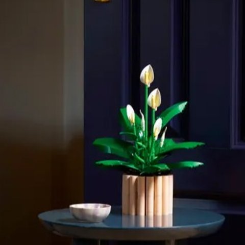 Lego2026/1/1上市11504 和平百合 | 花植系列