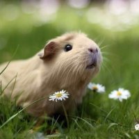 Jessie_花生小兔