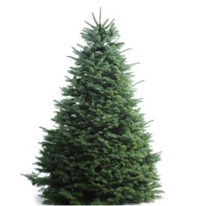 Fresh Christmas Trees Sales Event