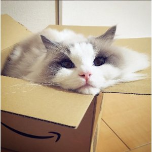 喂，你家缺猫吗？在美国养布偶猫你需要知道的一切