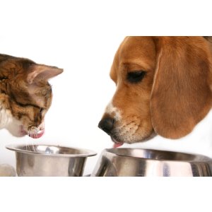 Dry Dog and Cat Food @JET