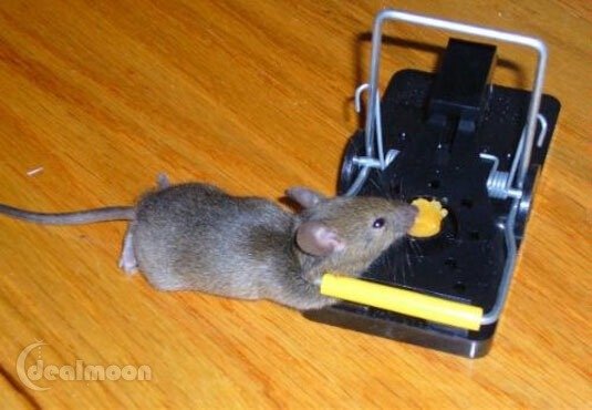 家里进老鼠了怎么办？ 灭老鼠最有效的方法