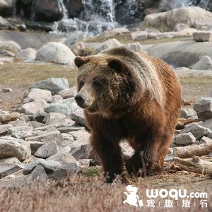Yellowstone Sale Travel Package @ woqu.com