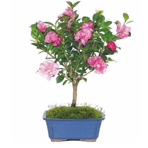 Camellia Bonsai Tree